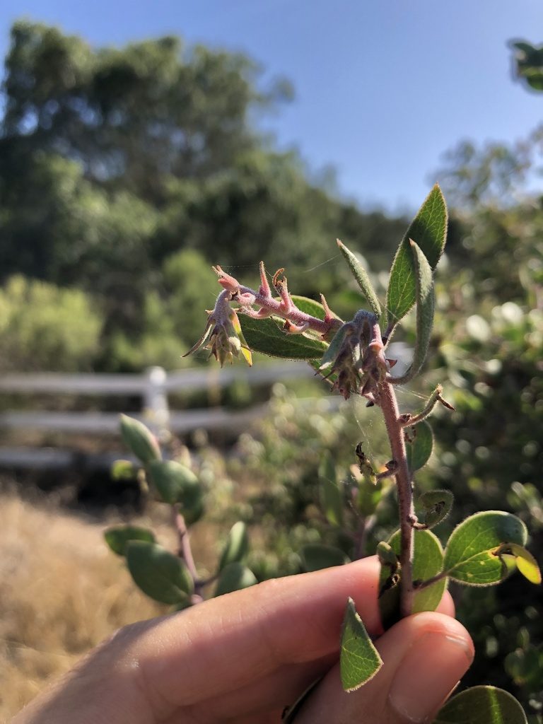 Arctostaphylos nipumu, photographed by paulexcoff