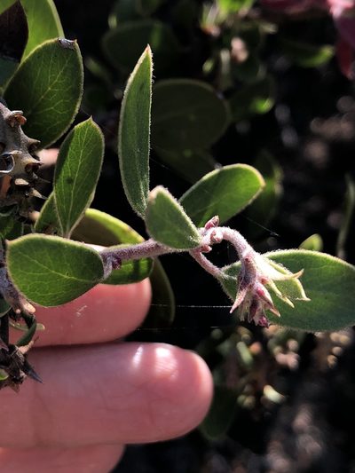 Arctostaphylos nipumu, photographed by paulexcoff