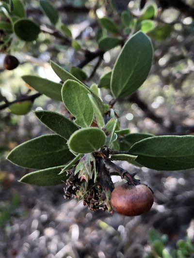 Arctostaphylos nipumu, photographed by paulexcoff