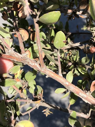 Arctostaphylos nipumu, photographed by paulexcoff