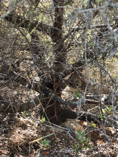 Arctostaphylos nipumu, photographed by paulexcoff