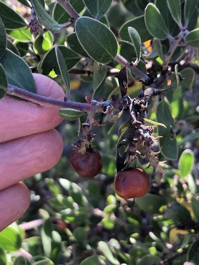 Arctostaphylos nipumu, photographed by paulexcoff