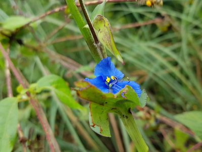 Commelina tuberosa, photographed by Martín Sánchez Vilchis