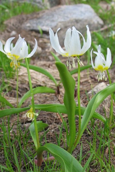 Erythronium klamathense, photographed by Ed Alverson