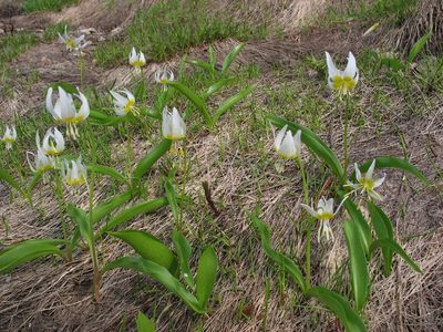 Erythronium klamathense, photographed by Ed Alverson