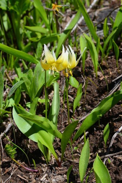 Erythronium klamathense, photographed by Ed Alverson