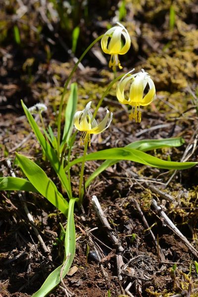 Erythronium klamathense, photographed by Ed Alverson