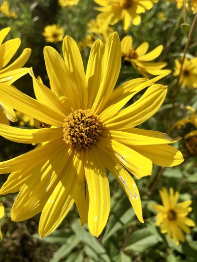 Helianthus nuttallii, photographed by Owen McElroy