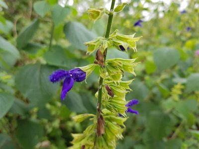 Salvia mexicana, photographed by Martín Sánchez Vilchis