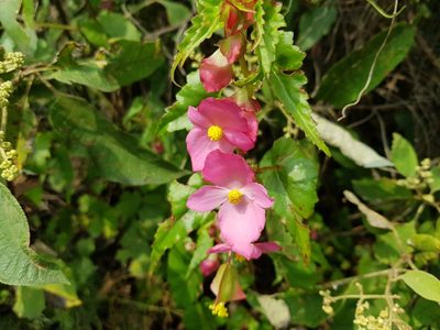 Begonia gracilis, photographed by Martín Sánchez Vilchis
