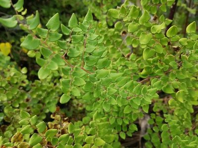 Windhamia cordifolia, photographed by Martín Sánchez Vilchis