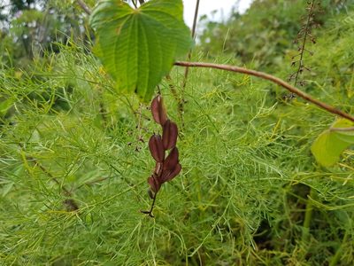Dioscorea galeottiana, photographed by Martín Sánchez Vilchis
