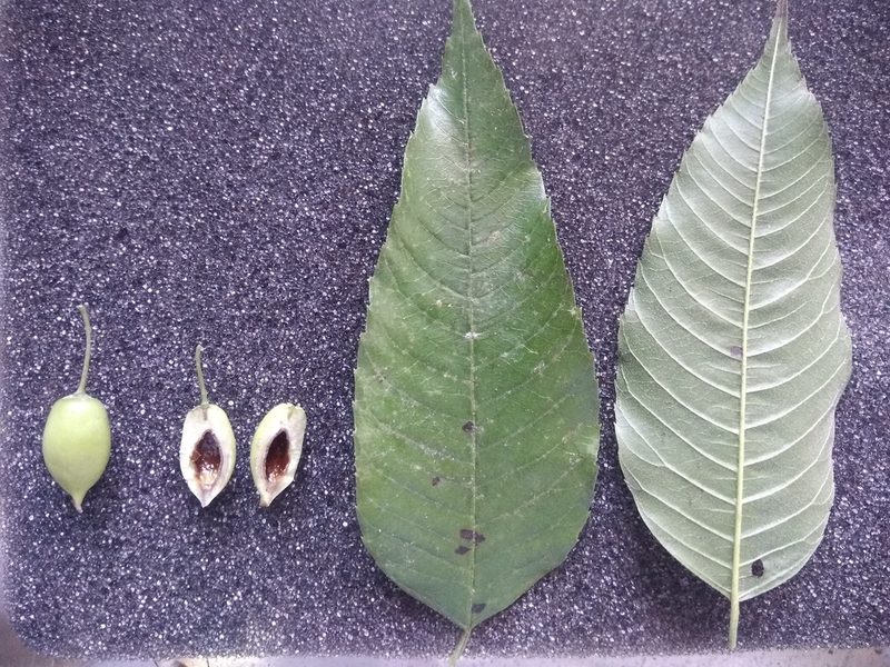 Aphananthe monoica, photographed by alejandrozab