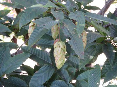 Carpinus japonica, photographed by Marco Mussita