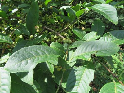 Euonymus hamiltonianus, photographed by Marco Mussita