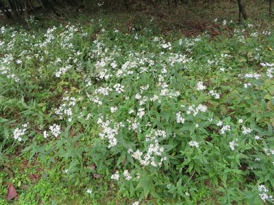 Aster ageratoides, photographed by Marco Mussita