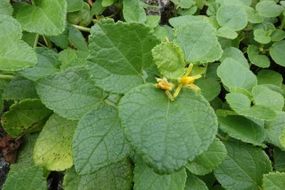 Triumfetta procumbens