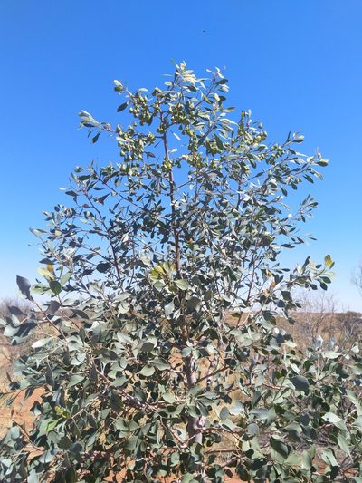 Codonocarpus cotinifolius, photographed by SJM McFish