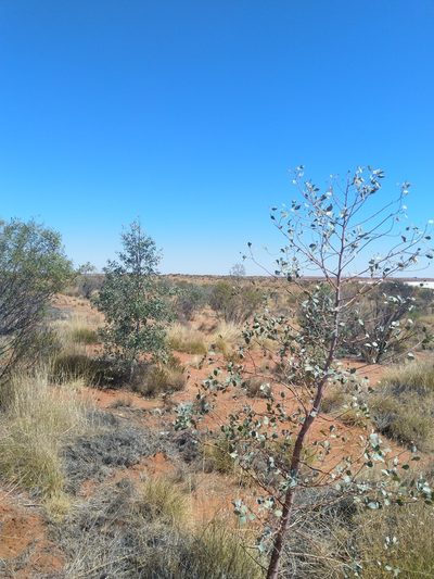 Codonocarpus cotinifolius, photographed by SJM McFish