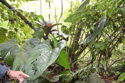 Anthurium lentii, photographed by Letizia Weichgrebe