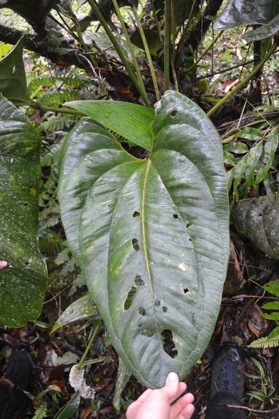 Anthurium lentii, photographed by Letizia Weichgrebe