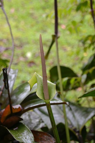 Anthurium lentii, photographed by Letizia Weichgrebe