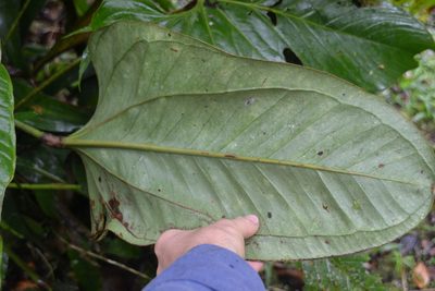 Anthurium lentii, photographed by Letizia Weichgrebe