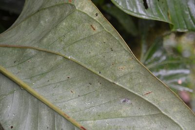 Anthurium lentii, photographed by Letizia Weichgrebe