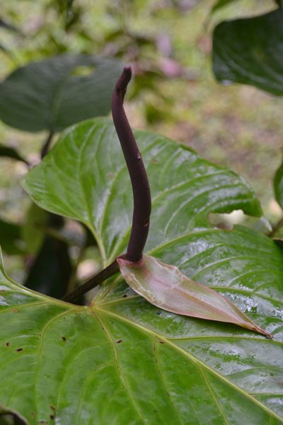 Anthurium lentii, photographed by Letizia Weichgrebe