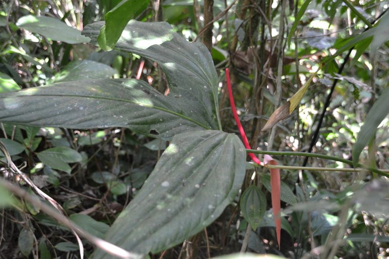 Anthurium madisonianum, photographed by Letizia Weichgrebe