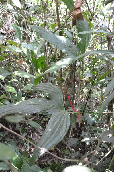 Anthurium madisonianum, photographed by Letizia Weichgrebe