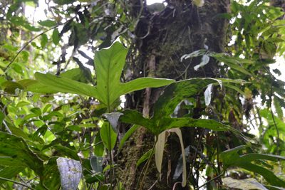 Anthurium madisonianum, photographed by Letizia Weichgrebe