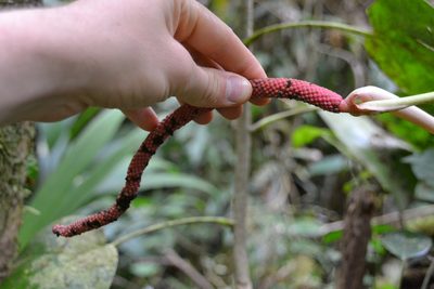 Anthurium madisonianum, photographed by Letizia Weichgrebe