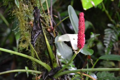 Anthurium obtusilobum, photographed by Letizia Weichgrebe