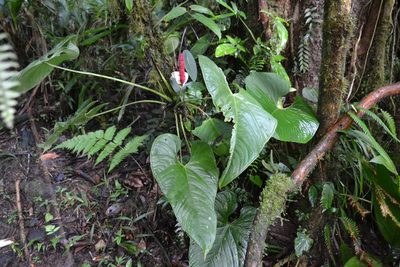 Anthurium obtusilobum, photographed by Letizia Weichgrebe