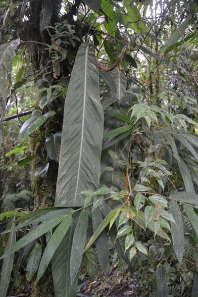 Anthurium pseudospectabile, photographed by Letizia Weichgrebe