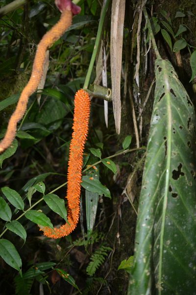 Anthurium pseudospectabile, photographed by Letizia Weichgrebe