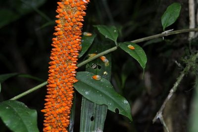Anthurium pseudospectabile, photographed by Letizia Weichgrebe