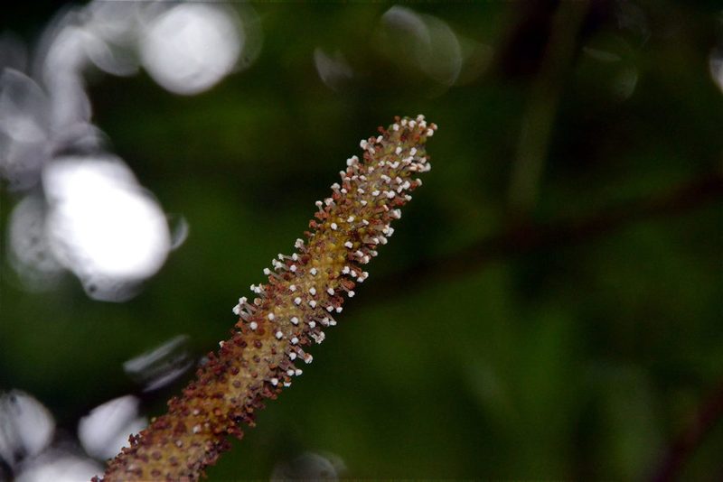 Anthurium pseudospectabile, photographed by Letizia Weichgrebe