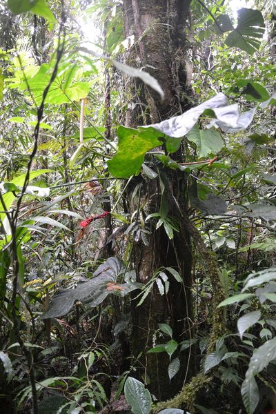 Anthurium ravenii, photographed by Letizia Weichgrebe
