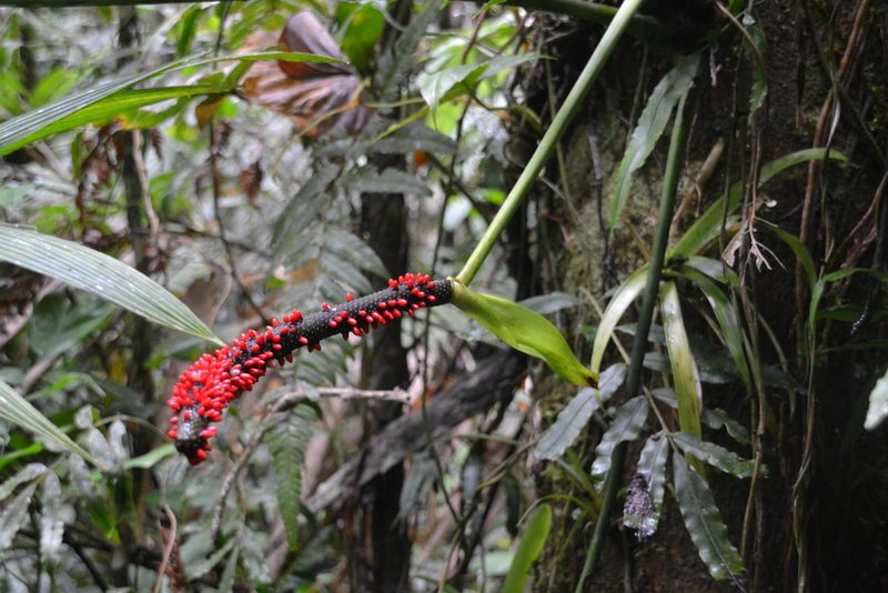 Anthurium ravenii, photographed by Letizia Weichgrebe