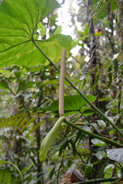 Anthurium ravenii, photographed by Letizia Weichgrebe