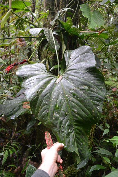 Anthurium ravenii, photographed by Letizia Weichgrebe