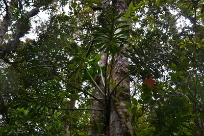Philodendron findens, photographed by Letizia Weichgrebe