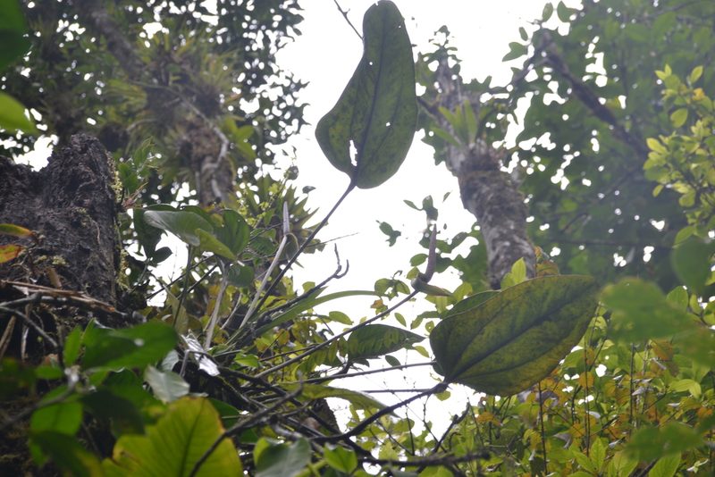 Anthurium lentii, photographed by Letizia Weichgrebe
