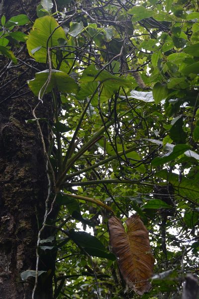 Syngonium schottianum, photographed by Letizia Weichgrebe