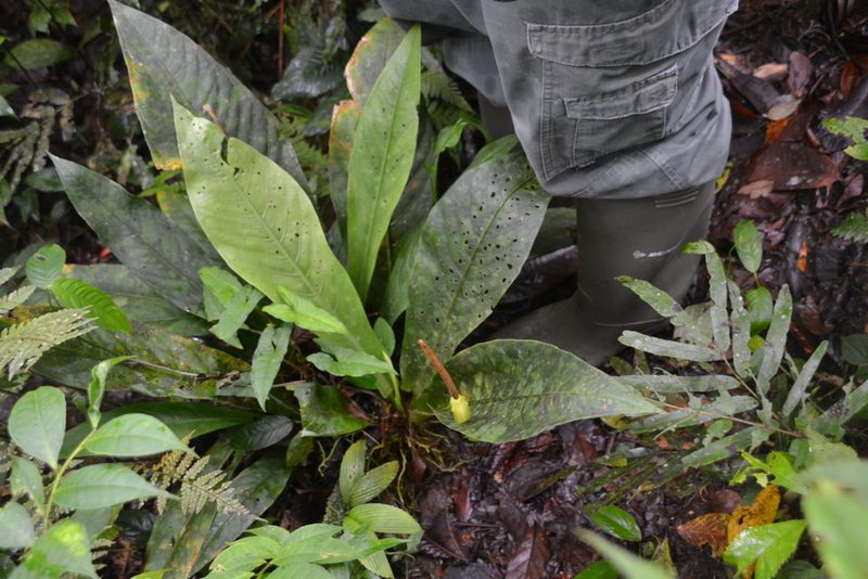 Anthurium consobrinum, photographed by Letizia Weichgrebe