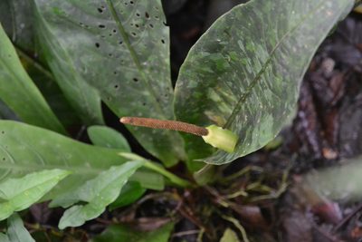 Anthurium consobrinum, photographed by Letizia Weichgrebe