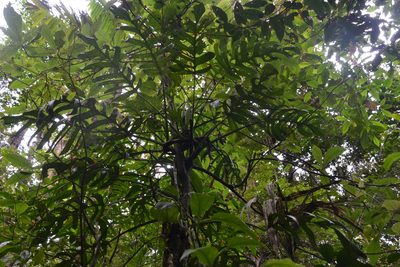 Monstera lentii, photographed by Letizia Weichgrebe