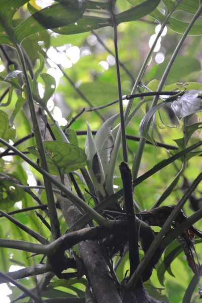 Monstera lentii, photographed by Letizia Weichgrebe